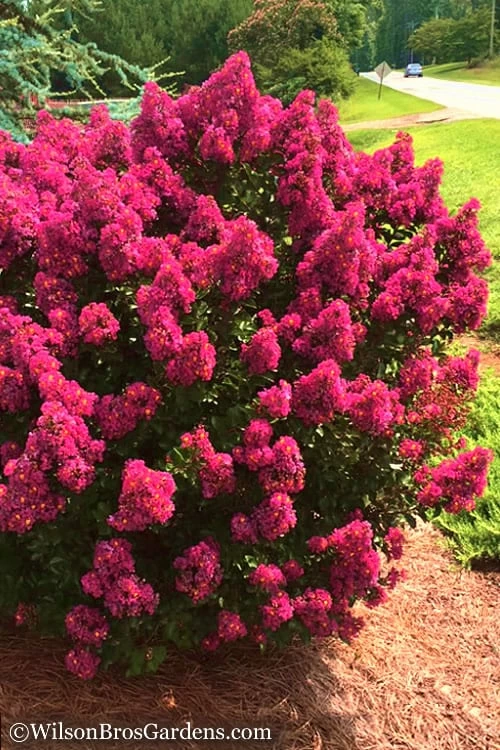 Berry Dazzle Dwarf Crape Myrtle - 1 Gallon Pot 5 Berry Dazzle Dwarf Crape Myrtle - 1 Gallon Pot - Image 5