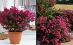 Berry Dazzle Dwarf Crape Myrtle - 3 Gallon Pot -Wilson Bros Gardens Shop Crape Myrtle Berry Dazzle 2