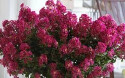 Berry Dazzle Dwarf Crape Myrtle - 1 Gallon Pot 11 Berry Dazzle Dwarf Crape Myrtle - 1 Gallon Pot -Wilson Bros Gardens Shop Crape Myrtle Berry Dazzle 3 1