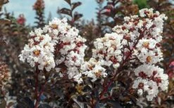 Black Diamond Pure White Crape Myrtle - 3 Gallon Pot -Wilson Bros Gardens Shop Crape Myrtle Black Diamond Pure White 50