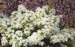 Diamond Dazzle Dwarf Crape Myrtle - 2 Gallon Pot -Wilson Bros Gardens Shop Crape Myrtle Diamond Dazzle 1