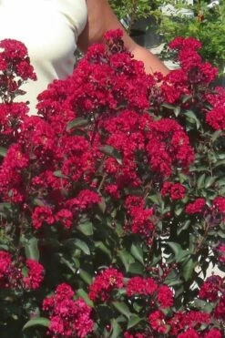 Double Dynamite Crape Myrtle - 2 Gallon Pot -Wilson Bros Gardens Shop Crape Myrtle Double Dynamite 25
