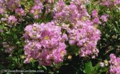 Early Bird Lavender Crape Myrtle - 3 Gallon Pot -Wilson Bros Gardens Shop Crape Myrtle Early Bird Lavender 6