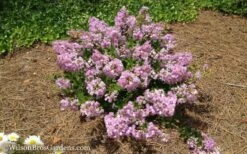 Early Bird Lavender Crape Myrtle - 3 Gallon Pot -Wilson Bros Gardens Shop Crape Myrtle Early Bird Lavender 7