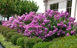 Early Bird Purple Crape Myrtle - 2 Gallon Pot -Wilson Bros Gardens Shop Crape Myrtle Early Bird Purple 2
