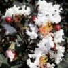 Delta Moonlight Crape Myrtle - 2 Gallon Pot