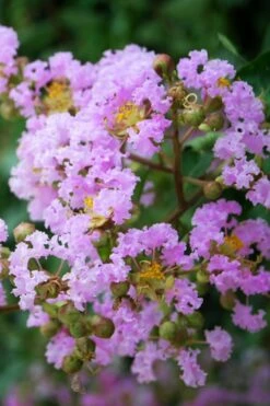 Muskogee Lavender Crape Myrtle - 3 Gallon Pot