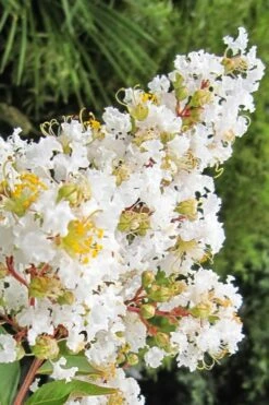 Natchez White Crape Myrtle - 3 Gallon Pot -Wilson Bros Gardens Shop Crape Myrtle Natchez 11 4