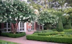 Natchez White Crape Myrtle - 6 Pack Of 1 Gallon Pots -Wilson Bros Gardens Shop Crape Myrtle Natchez 13 5