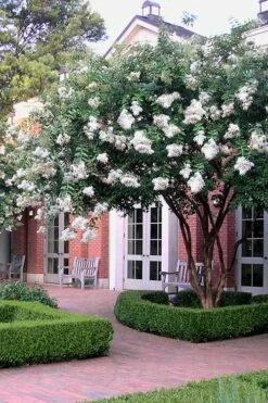 Natchez White Crape Myrtle (Multi Trunk) - 7 Gallon Pot (3-4') -Wilson Bros Gardens Shop Crape Myrtle Natchez 14 2