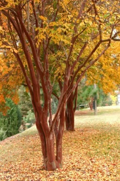 Natchez White Crape Myrtle - 3 Gallon Pot -Wilson Bros Gardens Shop Crape Myrtle Natchez 17 4