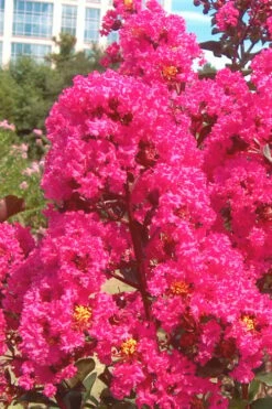 Pink Velour Crape Myrtle Tree - 3 Gallon Pot -Wilson Bros Gardens Shop Crape Myrtle Pink Velour 12 1