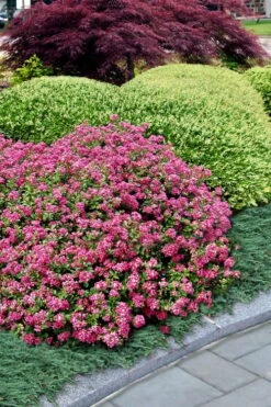 Pocomoke Dwarf Crape Myrtle - 1 Gallon Pot -Wilson Bros Gardens Shop Crape Myrtle Pocomoke 27