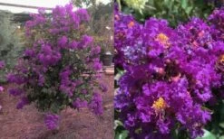Purple Magic Crape Myrtle Tree (Multi Trunk) - 7 Gallon Pot -Wilson Bros Gardens Shop Crape Myrtle Purple Magic 12