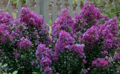 Purple Magic Crape Myrtle - 3 Gallon Pot -Wilson Bros Gardens Shop Crape Myrtle Purple Magic 13 1