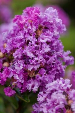 Purple Magic Crape Myrtle Tree (Single Trunk) - 7 Gallon Pot (6-7') -Wilson Bros Gardens Shop Crape Myrtle Purple Magic 20 500x750 2