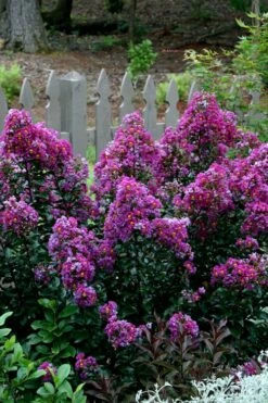 Purple Magic Crape Myrtle - 3 Gallon Pot -Wilson Bros Gardens Shop Crape Myrtle Purple Magic 500x750 1