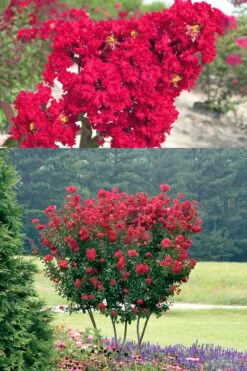 Red Rocket Crape Myrtle - 3 Gallon Pot (Single Trunk Tree) -Wilson Bros Gardens Shop Crape Myrtle Red Rocket 500x750 4