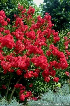 Red Rocket Crape Myrtle - 6 Pack Of 1 Gallon Pots -Wilson Bros Gardens Shop Crape Myrtle Red Rocket 7