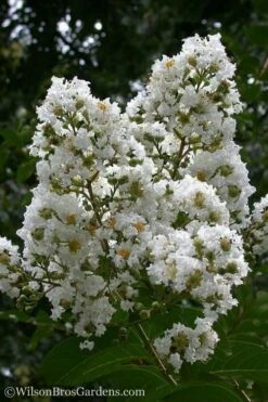 Sarah's Favorite Crape Myrtle - 7 Gallon Pot (5-6')