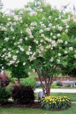 Sarah's Favorite Crape Myrtle - 1 Gallon Pot -Wilson Bros Gardens Shop Crape Myrtle Sarahs Favorite 8 2