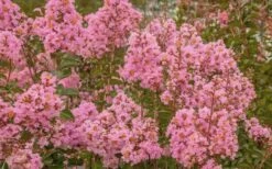 Sioux Pink Crape Myrtle - 6 Pack Of 1 Gallon Pots -Wilson Bros Gardens Shop Crape Myrtle Sioux Pink 51 1