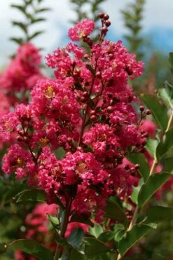 Tonto Red Crape Myrtle - 5 Gallon Pot -Wilson Bros Gardens Shop Crape Myrtle Tonto 10 1