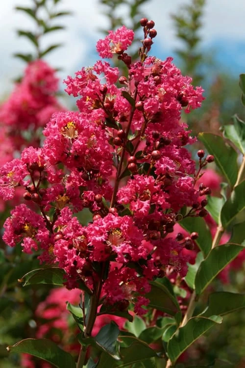 Tonto Red Crape Myrtle - 1 Gallon Pot 4 Tonto Red Crape Myrtle - 1 Gallon Pot - Image 4