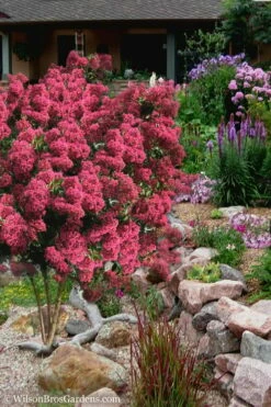 Tonto Red Crape Myrtle - 3 Gallon Pot -Wilson Bros Gardens Shop Crape Myrtle Tonto 13 1