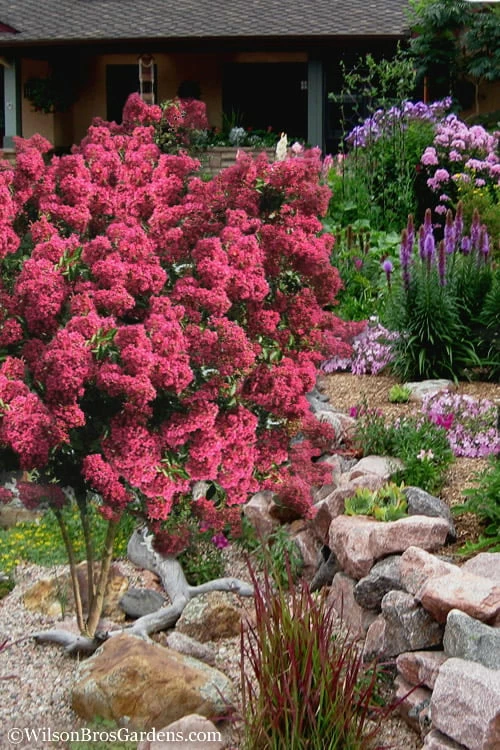 Tonto Red Crape Myrtle - 1 Gallon Pot 5 Tonto Red Crape Myrtle - 1 Gallon Pot - Image 5