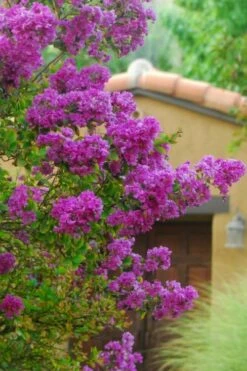Zuni Purple Crape Myrtle - 6 Pack 1 Gallon Pots -Wilson Bros Gardens Shop Crape Myrtle Zuni 2 1