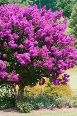 Zuni Purple Crape Myrtle - 1 Gallon Pot -Wilson Bros Gardens Shop Crape Myrtle Zuni 4