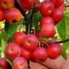Mayhaw Tree (Crataegus Astivalis) - 5 Gallon Pot