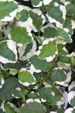 Variegated Creeping Fig - Ficus Pumila 'Variegata' - 6 Pack Of Pint Pots -Wilson Bros Gardens Shop Creeping Fig Variegated Ficus Pumila Rev 500x750 1