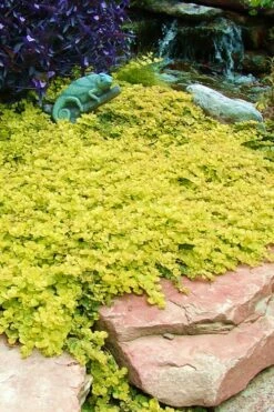 Golden Creeping Jenny (Lysimachia Nummularia 'Aurea') - 5 Pack Of Quart Pots -Wilson Bros Gardens Shop Creeping Jenny 20 1