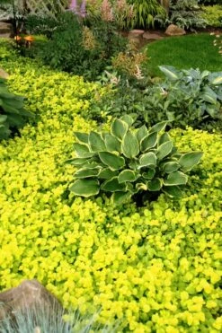 Golden Creeping Jenny - Lysimachia Nummularia Aurea - 5 Pack Of Pint Pots -Wilson Bros Gardens Shop Creeping Jenny 21 2