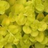 Golden Creeping Jenny - Lysimachia Nummularia Aurea - 18 Pack Of Pint Pots
