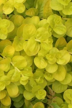 Golden Creeping Jenny - Lysimachia Nummularia Aurea - 6 Pack Of Pint Pots