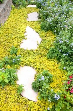 Golden Creeping Jenny - Lysimachia Nummularia Aurea - 18 Pack Of Pint Pots -Wilson Bros Gardens Shop Creeping Jenny 25