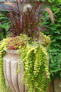Golden Creeping Jenny - Lysimachia Nummularia Aurea - 18 Pack Of Pint Pots -Wilson Bros Gardens Shop Creeping Jenny 26