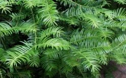 Creeping Japanese Plum Yew (Cephalotaxus Harringtonia 'Prostrata') - 7 Gallon Pot -Wilson Bros Gardens Shop Creeping japanese Plum Yew 1