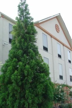 Radicans Cryptomeria (Japanese Cedar) - 1 Gallon Pot -Wilson Bros Gardens Shop Cryptomeria Radicans 1 500x750 3