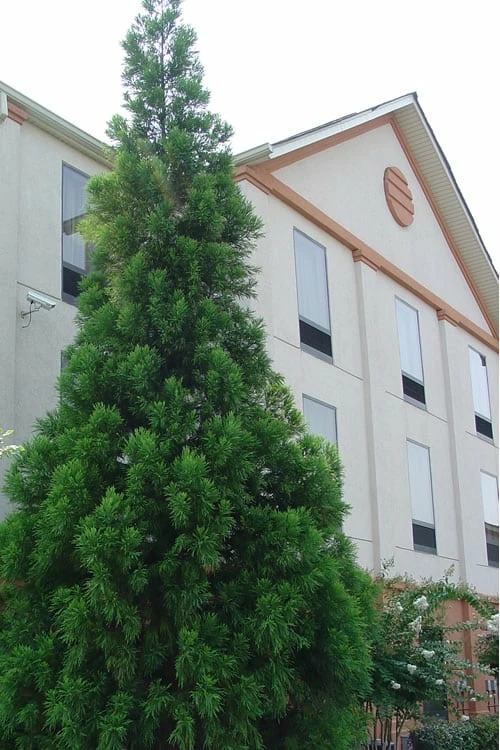 Radicans Cryptomeria (Japanese Cedar) - 6 Pack Of 1 Gallon Pots 6 Radicans Cryptomeria (Japanese Cedar) - 6 Pack Of 1 Gallon Pots - Image 6