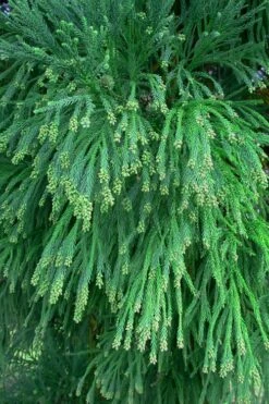 Radicans Cryptomeria (Japanese Cedar) - 3 Gallon Pot -Wilson Bros Gardens Shop Cryptomeria Radicans Foliage 500x750 2
