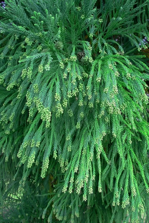 Radicans Cryptomeria (Japanese Cedar) - 6 Pack Of 1 Gallon Pots 7 Radicans Cryptomeria (Japanese Cedar) - 6 Pack Of 1 Gallon Pots - Image 7