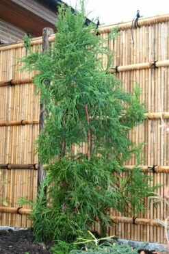 Rasen Sugi Cryptomeria Japanese Cedar - 1 Gallon Pot -Wilson Bros Gardens Shop Cryptomeria Rasen Sugi 1 2