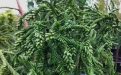 Rasen Sugi Cryptomeria Japanese Cedar - 1 Gallon Pot -Wilson Bros Gardens Shop Cryptomeria Rasen Sugi 3 2