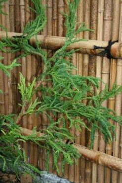 Rasen Sugi Cryptomeria Japanese Cedar - 1 Gallon Pot -Wilson Bros Gardens Shop Cryptomeria Rasen Sugi 4 2
