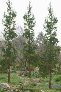 Rasen Sugi Cryptomeria Japanese Cedar - 3 Gallon Pot -Wilson Bros Gardens Shop Cryptomeria Rasen Sugi 6