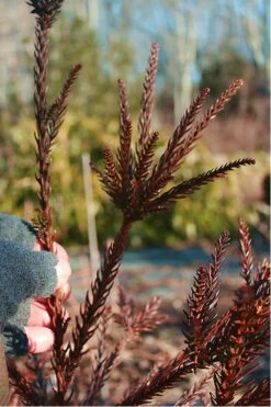 Snake Branch Japanese Cedar - Cryptomeria Japonica 'Araucarioides' - 1 Gallon Pot -Wilson Bros Gardens Shop Cryptomeria Snake Branch 16